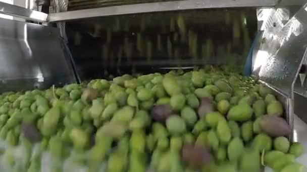 Процесс очистки оливок на современной масляной мельнице — стоковое видео