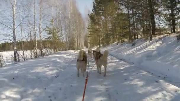 Husky släde rida i en vinter skog — Stockvideo