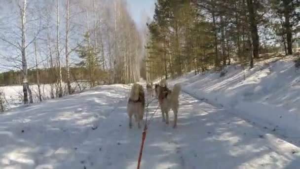 Promenade en traîneau Husky dans une forêt d'hiver — Video