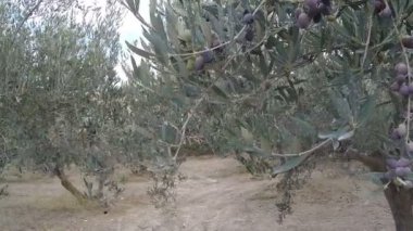 Bir Zeytin bahçesinde yürüyüş