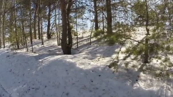 Прогулянки в лісі — стокове відео