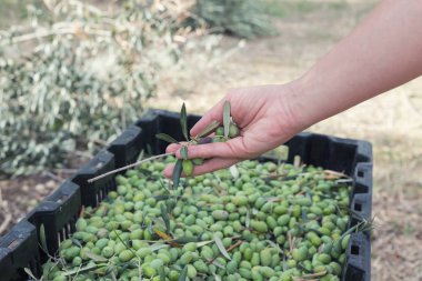 El toplanan yeşil zeytin sıralama