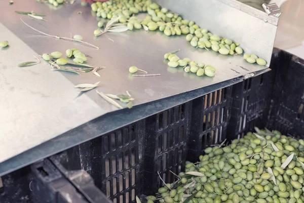 Sorting the ripe green olives