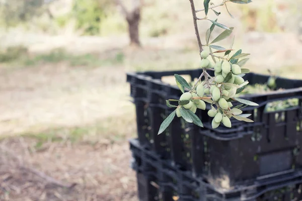 Olives on an olive tree branch — Stock Photo, Image