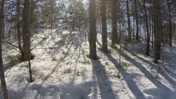 Wandern im Winterwald — Stockvideo