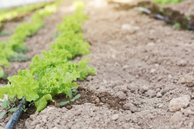 Seradaki genç bitkiler