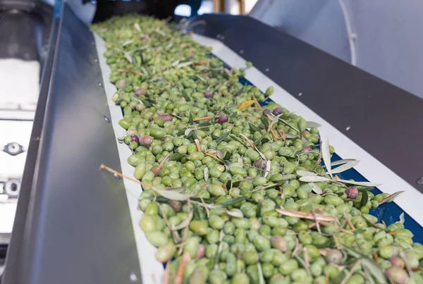 Conveyor belt with ripe olives — Stock Photo, Image