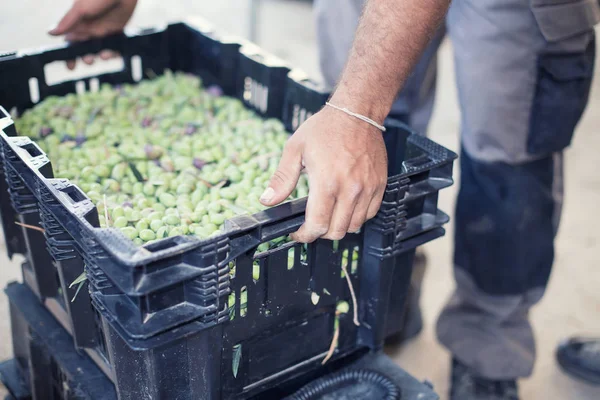 Bir kutu zeytin holding erkek eller