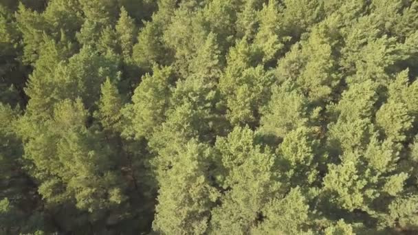 Drohnenschuss flog über den Wald — Stockvideo