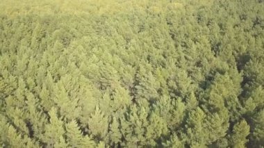 Ormanın üzerinde uçan hava dron vurdu