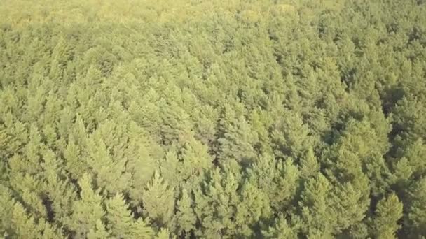 Luchtfoto drone schoot vliegen over het woud — Stockvideo