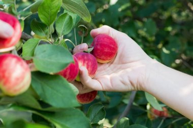Kırmızı olgun elma elma ağacından toplama bir kadın eli