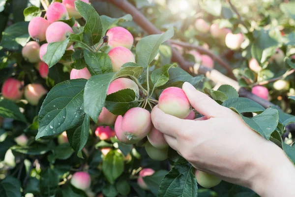 Kırmızı olgun elma elma ağacından toplama bir kadın eli