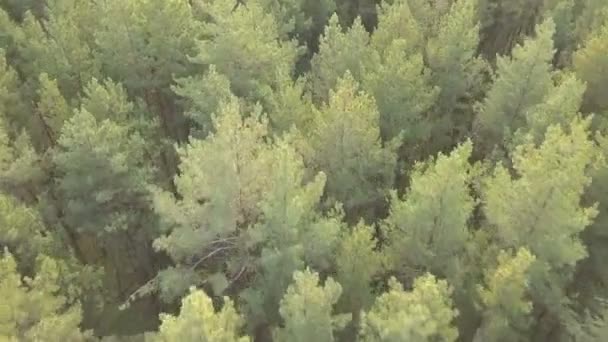 カラフルな秋の森の空中映像 — ストック動画