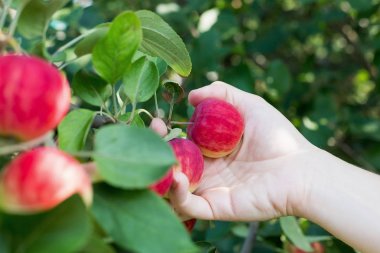 Kırmızı olgun elma elma ağacından toplama bir kadın eli