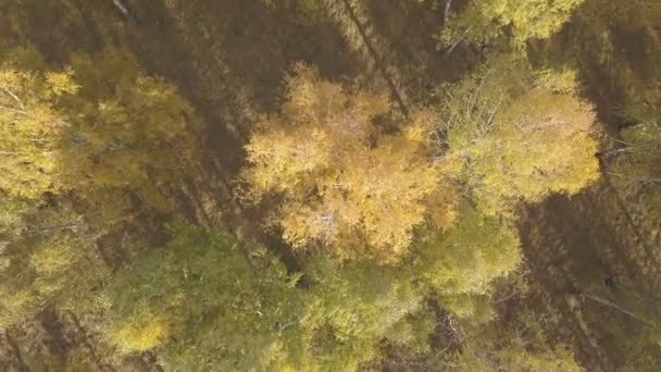 Filmati aerei di colorata foresta autunnale — Video Stock