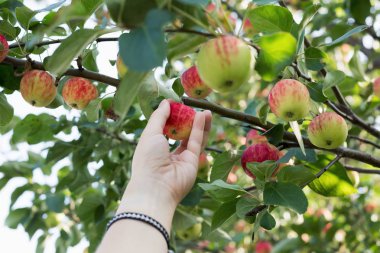 Kırmızı olgun elma elma ağacından toplama bir kadın eli