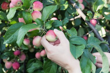 Kırmızı olgun elma elma ağacından toplama bir kadın eli