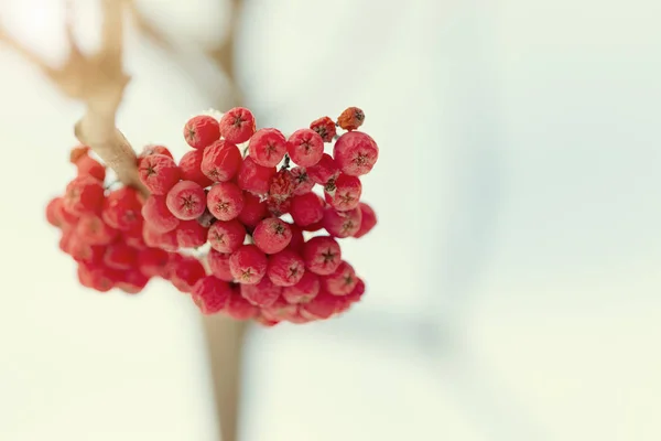 Red rowanberry with hoarfrost on the branches — Stock Photo, Image