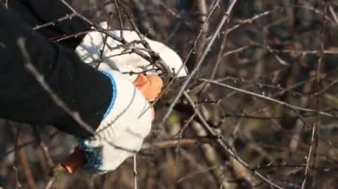 Eldery adam kesme çalılar bahar bahçe,