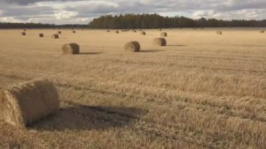 Buğday hasat sonra sahada haystacks saman. Haystacks ile sonbahar çiftlik sahne. Havadan görüntüleri