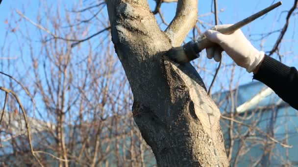 Uomo anziano giardinaggio, pittura tagli freschi su un albero in primavera — Video Stock