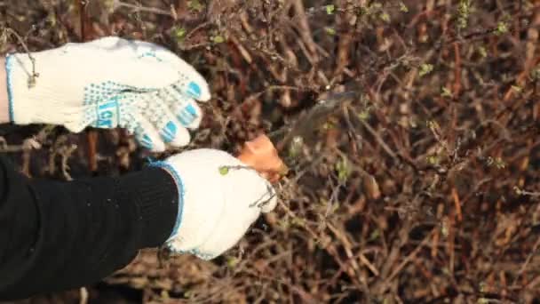 Homem mais velho jardinagem, corte arbustos na primavera — Vídeo de Stock