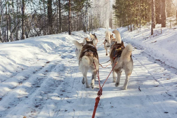 Husky trineo en invierno — Foto de Stock