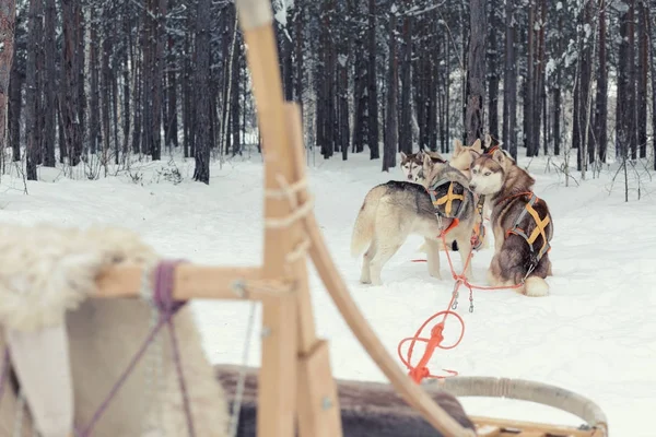 ポートフォリオ Ravil S ページ 31 ストック写真 イラストとベクターアート Depositphotos