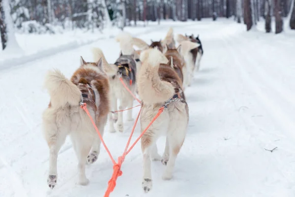 Husky-slee in de winter — Stockfoto