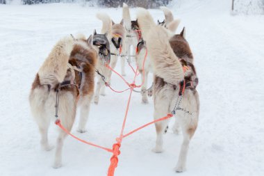 Kışın Husky kızak