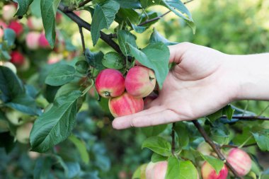 Kırmızı olgun elma elma ağacından toplama bir kadın eli