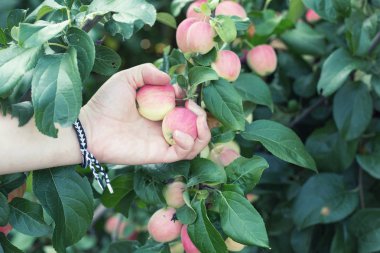 Kırmızı olgun elma elma ağacından toplama bir kadın eli