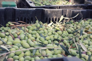 Kutusunda toplanan olgun yeşil zeytin