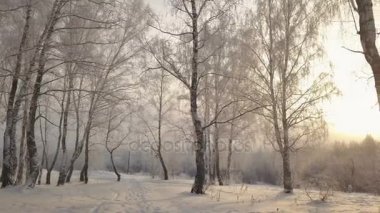 Karda huş ağaçları arasında sürgülü park kaplı Kış gününde