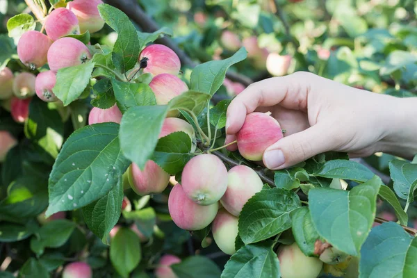Kırmızı olgun elma elma ağacından toplama bir kadın eli