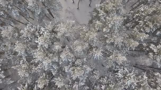 Images aériennes de la forêt de pins en hiver — Video