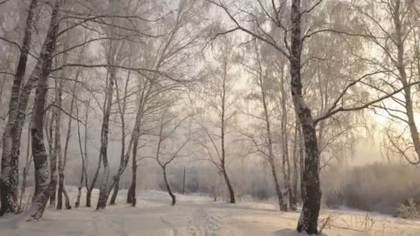 Scivolando tra le betulle nel parco innevato durante la giornata invernale — Video Stock