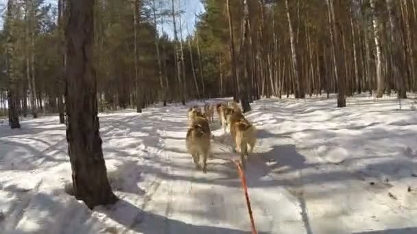 Husky giro in slitta in una foresta invernale — Video Stock