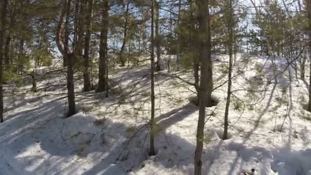 Caminar en el bosque de invierno — Vídeo de stock