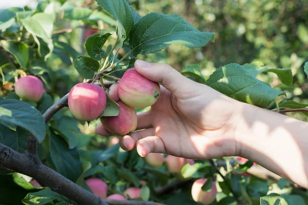 Kırmızı olgun elma elma ağacından toplama bir kadın eli