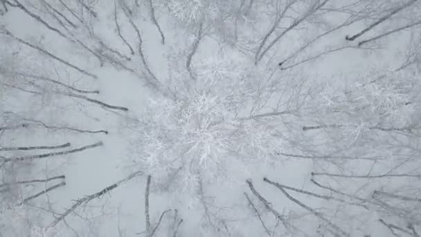Letecká nadjezdu sněhu krytá břízy — Stock video