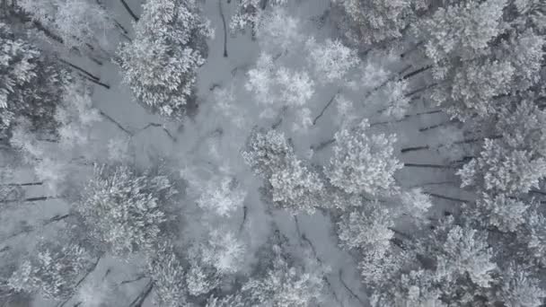 Luchtfoto beelden van het pijnboombos in de winter — Stockvideo