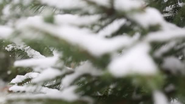 Ένα κλαδί από δέντρο χιονισμένο έλατο, παγωμένο χιόνι πέφτει στο δάσος — Αρχείο Βίντεο