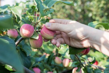 Kırmızı olgun elma elma ağacından toplama bir kadın eli