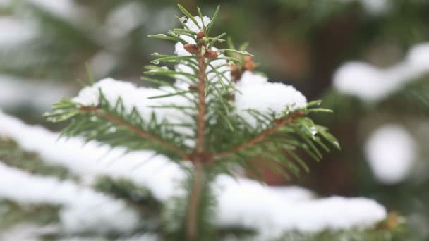 Větev stromu zasněžené jedle, ledový sníh padá v lese — Stock video