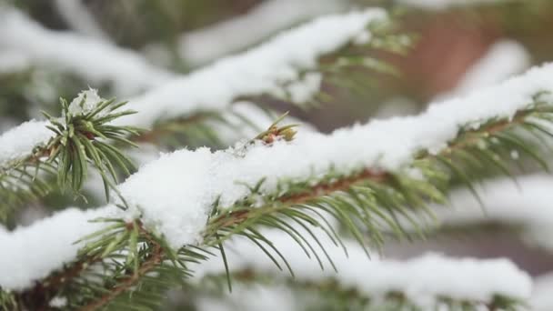 En snötäckt Gran trädgren, isig snö faller i skogen — Stockvideo