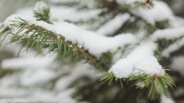 Um ramo de abeto coberto de neve, neve gelada cai na floresta — Vídeo de Stock