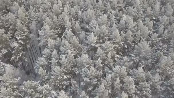 Imagens aéreas da floresta de pinheiros no inverno — Vídeo de Stock