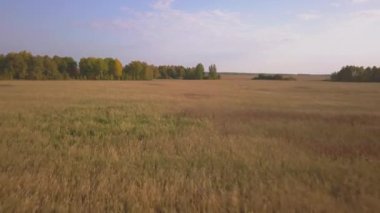 Hasat öncesi altın buğday tarlalarının havadan görüntüleri